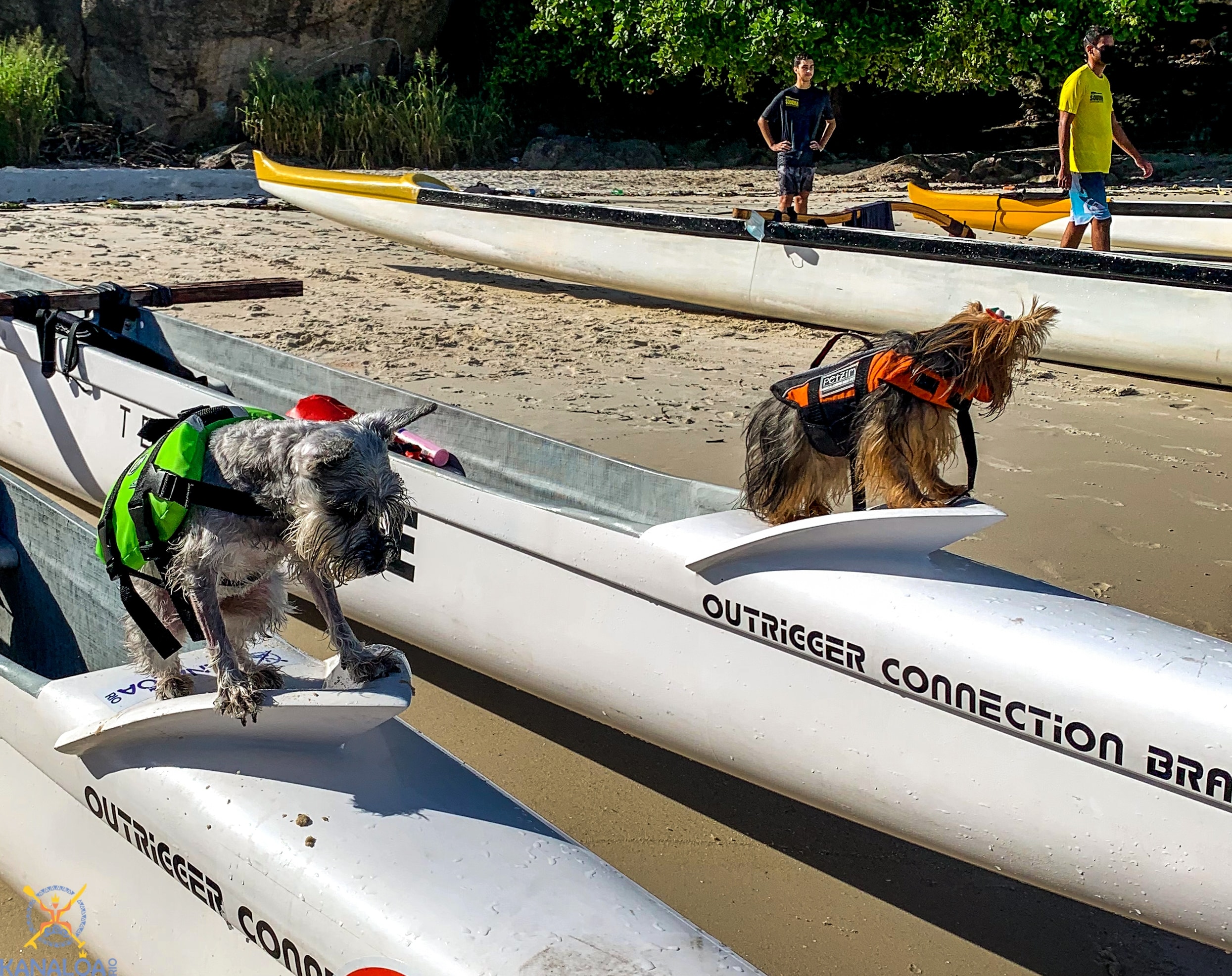 O que fazer com seu cachorro PET no Rio de Janeiro